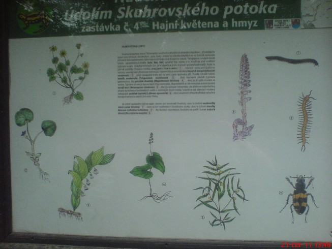 Skuhrovský potok (182)